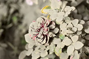 A flower is seen covered with ash from the Calbuco volcano in the Patagonian Argentine A flower is seen covered with ash from the Calbuco volcano in the Patagonian Argentine