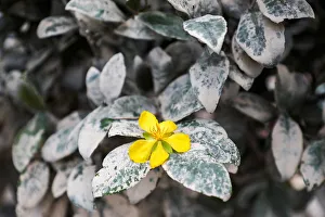 A flower is surrounded by dried mud after floodwater subsided in Sri Muda A flower is surrounded by dried mud after floodwater subsided in Sri Muda