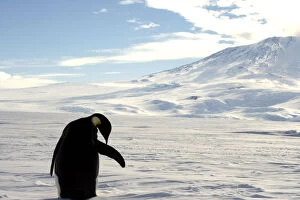 A foraging Emperor penguin preens on snow-covered sea ice around the base of the active