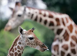 Four-day-old baby African giraffe stands next to its mother in Malaysias National Four-day-old baby African giraffe stands next to its mother in Malaysias National