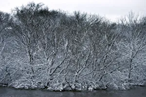 Fresh wet snow sticks to trees in the flood waters of the Red River of the North looking Fresh wet snow sticks to trees in the flood waters of the Red River of the North looking