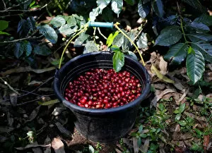 Indonesia Gallery: Freshly harvested arabica coffee cherries are seen in a bucket at a plantation near