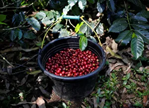 Indonesia Gallery: Coffee Collection