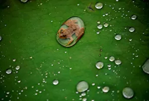 Images Dated 26th September 2019: A frog is pictured on the leaf of a lotus after the rain at a pond in Lalitpur