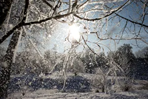 Frost falls from a tree on a winter day at a park in Minsk Frost falls from a tree on a winter day at a park in Minsk