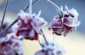 Images Dated 18th December 2013: Frost is seen on roses during cold morning hours in Eichenau