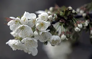 Full-bloom cherry blossoms are seen inside garden in Srinagar Full-bloom cherry blossoms are seen inside garden in Srinagar