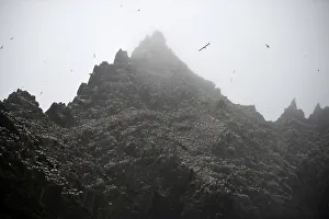 A gannet colony is seen in the mist on Little Skellig island off the County Kerry coast A gannet colony is seen in the mist on Little Skellig island off the County Kerry coast