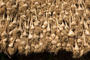 Garlic dries in a greenhouse at Quail Hill Farm in Amagansett Garlic dries in a greenhouse at Quail Hill Farm in Amagansett