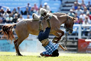 A gaucho is unseated by an untamed horse during the Creole week celebrations in A gaucho is unseated by an untamed horse during the Creole week celebrations in