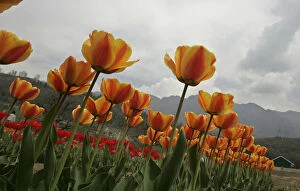 Images Dated 29th March 2008: General view of tulips is seen after it was inaugurated by Sonia Gandhi in Srinagar