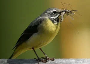 Prints of A Yellow Wagtail bird holds an insect in its beak in the village of Jezerc, some 50 km (31 miles) west of Kosovos capital Pristina May 4, 2009. Picture taken May 4, 2009 Kosovo Prints: A Yellow Wagtail bird holds an insect in its beak, printed as a photograph