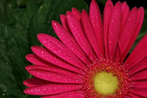 Flowers Gallery: A Gerbera flower is seen for export at a plantation in LLano Grande