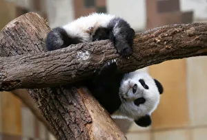 Giant Panda cub Fu Feng is seen at Schoenbrunn Zoo in Vienna Giant Panda cub Fu Feng is seen at Schoenbrunn Zoo in Vienna