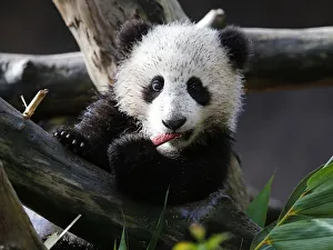 Giant Panda cub Xiao Liwi is shown for the first time on public display after the section Giant Panda cub Xiao Liwi is shown for the first time on public display after the section