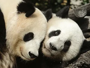 Giant panda Yang Yang and her cub Fu Hu cuddle in their enclosure on Fu Hus second Giant panda Yang Yang and her cub Fu Hu cuddle in their enclosure on Fu Hus second