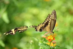 Images Dated 13th July 2007: Giant swallowtails are seen at the North American Butterfly Associations (NABA) International