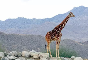 Images Dated 19th February 2006: A giraffe is seen at the Living Desert zoo in Palm Desert