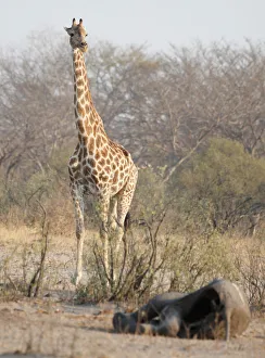 Bulawayo Gallery: A giraffe walks near a carcass of an elephant at a watering hole inside Hwange National