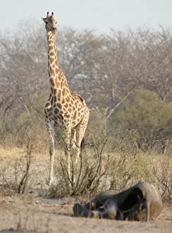 Bulawayo Gallery: A giraffe walks near a carcass of an elephant at a watering hole inside Hwange National