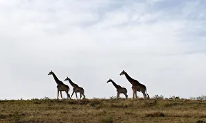 Giraffes graze at Botlieskop Day Safaris, near Mossel Bay Giraffes graze at Botlieskop Day Safaris, near Mossel Bay