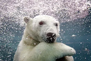 <b class=qtipBold><figcaption>GM1E6C10ZO301</figcaption></b><br>Ganuk, the polar bear cub, swims under water at the St-Felicien Wildlife Zoo in St-Felicien, Quebec November 30, 2010. Ganuk and Taiga, the polar bear cubs, celebrated their first birthday today. REUTERS/Mathieu Belanger (CANADA - Tags: ANIMALS IMAGES OF THE DAY) GM1E6C10ZO301