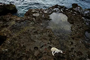 A goat lies on the seafront before being sacrificed by followers of Afro-Cuban Santeria A goat lies on the seafront before being sacrificed by followers of Afro-Cuban Santeria