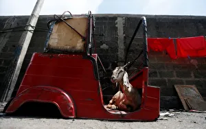 A goat sits inside a body part of a three-wheeler in a Muslim village in Colombo A goat sits inside a body part of a three-wheeler in a Muslim village in Colombo