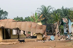 A goat walks past burned and damaged buildings in Kembong A goat walks past burned and damaged buildings in Kembong