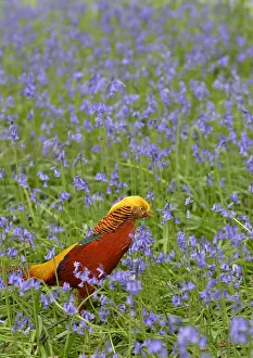 A golden pheasant walks amongst bluebells at Kew Gardens in west London A golden pheasant walks amongst bluebells at Kew Gardens in west London