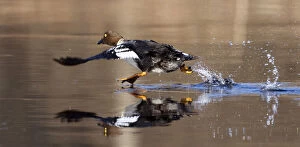 Images Dated 22nd April 2013: A Goldeneye runs on the surface of a river near the remote village of Sosnovy Bor