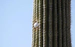 A golf ball is seen stuck high in a cactus on the second hole during a practice round of A golf ball is seen stuck high in a cactus on the second hole during a practice round of