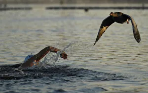 A goose flies past a swimmer in the Serpentine in Hyde Park, in London A goose flies past a swimmer in the Serpentine in Hyde Park, in London