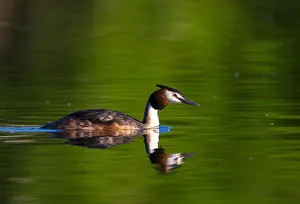 A great crested grebe swims in a lake near the the town of Vileika A great crested grebe swims in a lake near the the town of Vileika