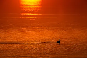 Great crested grebe swims in a lake as the sun rises near the town of Vileika Great crested grebe swims in a lake as the sun rises near the town of Vileika