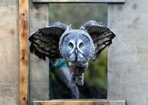 Great gray owl, flies through a window during a training session in Krasnoyarsk Great gray owl, flies through a window during a training session in Krasnoyarsk