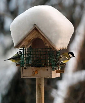 A great tit and a blue tit perch on a snow-covered bird feeder in Paris