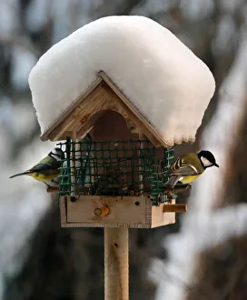 A great tit and a blue tit perch on a snow-covered bird feeder in Paris A great tit and a blue tit perch on a snow-covered bird feeder in Paris