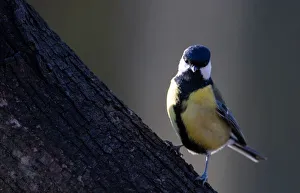 Great tit sits on a tree on the outskirts of Minsk Great tit sits on a tree on the outskirts of Minsk