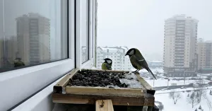 Great tits feed at bird feeder at a window sill of an apartment in Minsk Great tits feed at bird feeder at a window sill of an apartment in Minsk