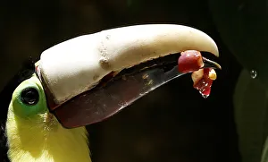 Grecia the toucan, which lost most of his upper beak in an attack Grecia the toucan, which lost most of his upper beak in an attack