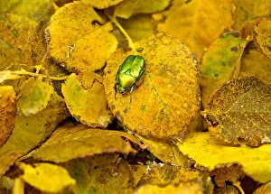Seasons Gallery: Green bug crawls on an autumn leaf in a park in Amman