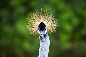 A grey crowned crane looks at visitors from its enclosure at the Olmense Zoo in Olmen A grey crowned crane looks at visitors from its enclosure at the Olmense Zoo in Olmen