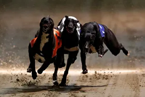 Greyhounds compete during a race at Wimbledon Stadium in London Greyhounds compete during a race at Wimbledon Stadium in London
