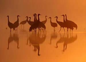 Images Dated 28th September 2009: A group of Common Cranes gather in dawn light on their night-roost on a lake in the