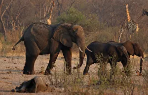 Bulawayo Gallery: A group of elephants and giraffes walk near a carcass of an elephant at a watering hole
