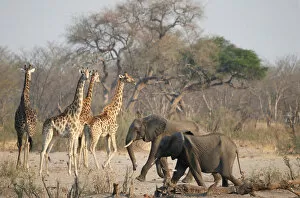 Bulawayo Gallery: A group of elephants and giraffes walk near a watering hole inside Hwange National Park