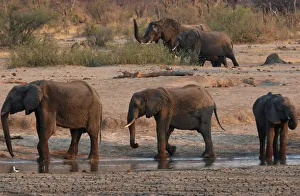 Bulawayo Gallery: A group of elephants are seen near a watering hole inside Hwange National Park