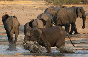 Bulawayo Gallery: A group of elephants are seen at a watering hole inside Hwange National Park