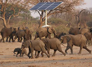 Bulawayo Gallery: A group of elephants walk near a solar panel at a watering hole inside Hwange National